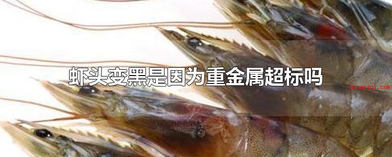 虾头变黑是因为重金属超标吗