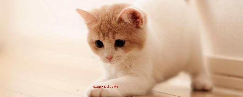 猫的品种