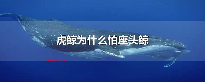 虎鲸为什么怕座头鲸