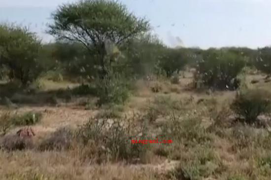 沙漠蝗虫能吃吗