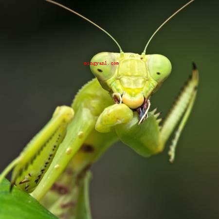 螳螂是益虫还是害虫？
