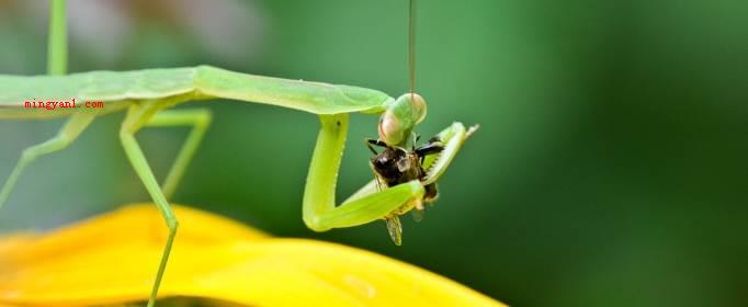 螳螂是益虫还是害虫？