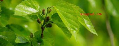 蚕吐丝是为了什么?