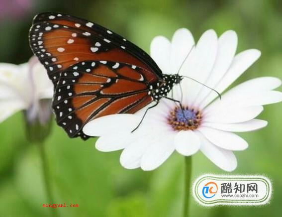 毛毛虫怎么变成蝴蝶