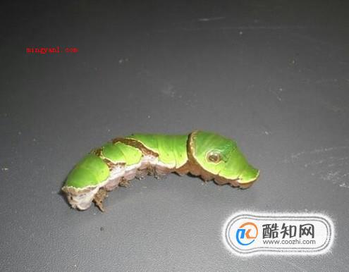 毛毛虫怎么变成蝴蝶