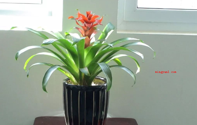 家里最旺财的十种花有哪些？