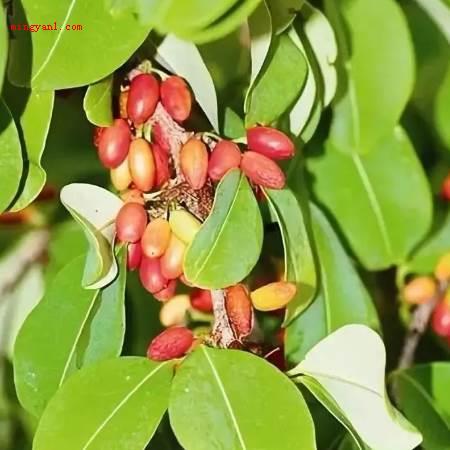 可卡因的原植物是什么?