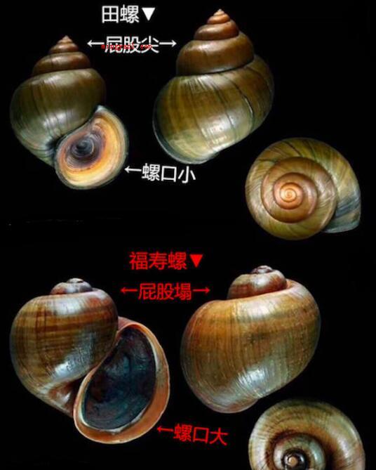 福寿螺和田螺的区别?