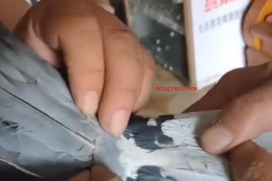 鸽子哨怎么带