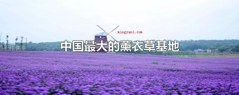 中国最大的薰衣草基地