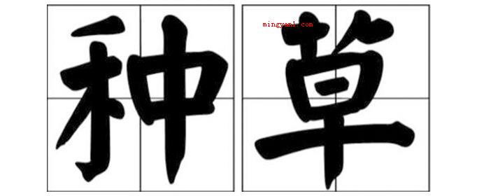 种草是什么意思?
