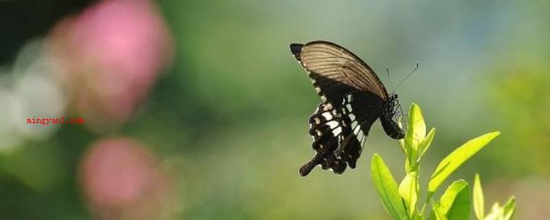 蝴蝶特点（蝴蝶的特点:色彩艳丽、三对足两翅、四翅并拢竖立于身上歇息）