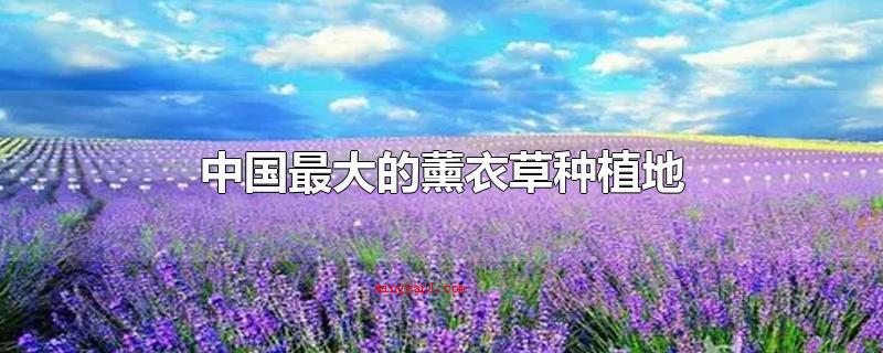 中国最大的薰衣草种植地(中国最大的薰衣草栽种地)