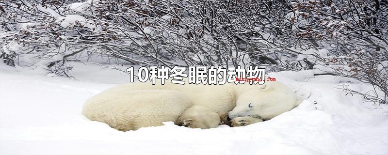 10种冬眠的动物(10种冬眠动物,冬眠的意思)