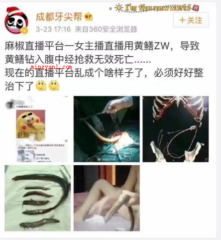 黄鳝我们走是什么梗（继皮皮虾、象拔蚌我们走以后,黄鳝也成了网民们的座骑神兽之一了）