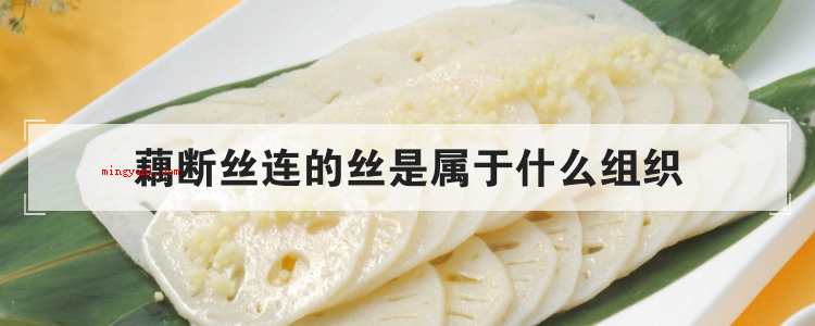 藕断丝连的丝是属于什么组织(简略回应纠缠不清的“丝”是藕的输导组织,是用于运送水分,有机)
