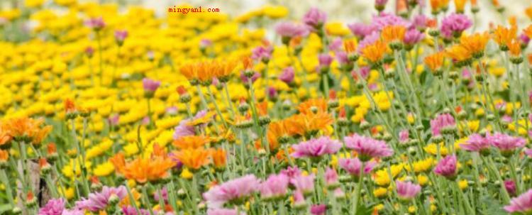 菊花代表什么（菊花是中国十大名花之三,花中四君子(梅兰菊竹)）