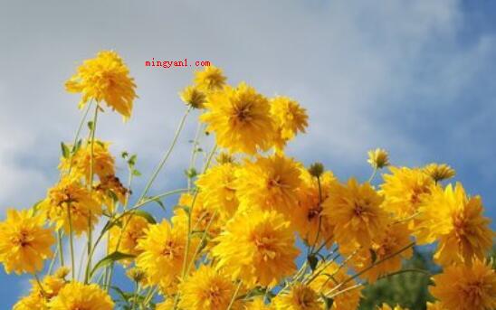 菊花代表什么（菊花是中国十大名花之三,花中四君子(梅兰菊竹)）