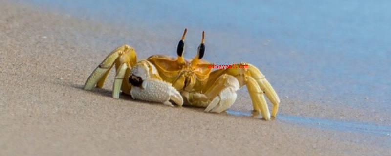 小螃蟹吃什么食物（小螃蟹吃水生花卉、底栖动物、有机化学碎渣及动物遗体）