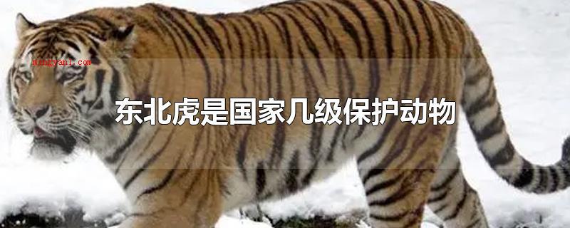 东北虎是国家几级保护动物(东北虎生性内向型,疑神疑鬼而凶狠,姿势灵巧)