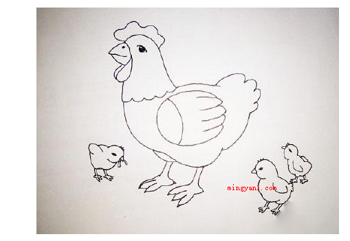 鸡的简笔画（鸡的简笔画怎么画详细介绍）