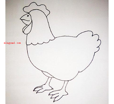 鸡的简笔画（鸡的简笔画怎么画详细介绍）