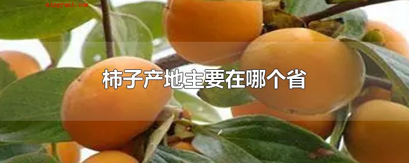 柿子产地主要在哪个省(柿子原产地关键在哪个省)