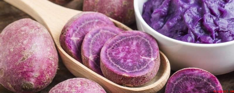 紫薯的营养价值及功效与作用（吃紫薯可以减肥瘦身、健体、避免亚健康状态、润肠身体排毒）