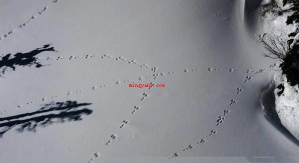 雪泥鸿爪是形容什么?(雪泥鸿爪是比喻往事遗留的痕迹)