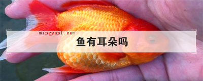 鱼有耳朵吗(鱼的耳朵里面可以接纳响声,可是听觉范围不大)