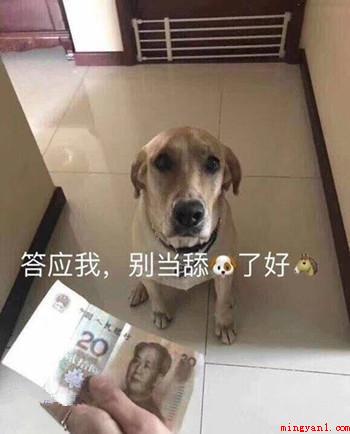 抖音舔狗是什么意思(抖音短视频舔狗含意、含义、来源介绍)