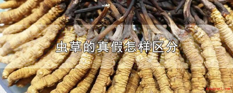 虫草的真假怎样区分(虫草的真伪可以根据外观设计、断面、味儿区别)