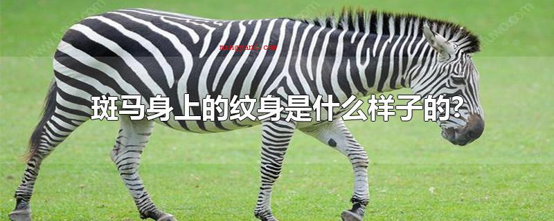 斑马身上的纹身是什么样子的?(斑马的身上的刺青是什么样子的?)