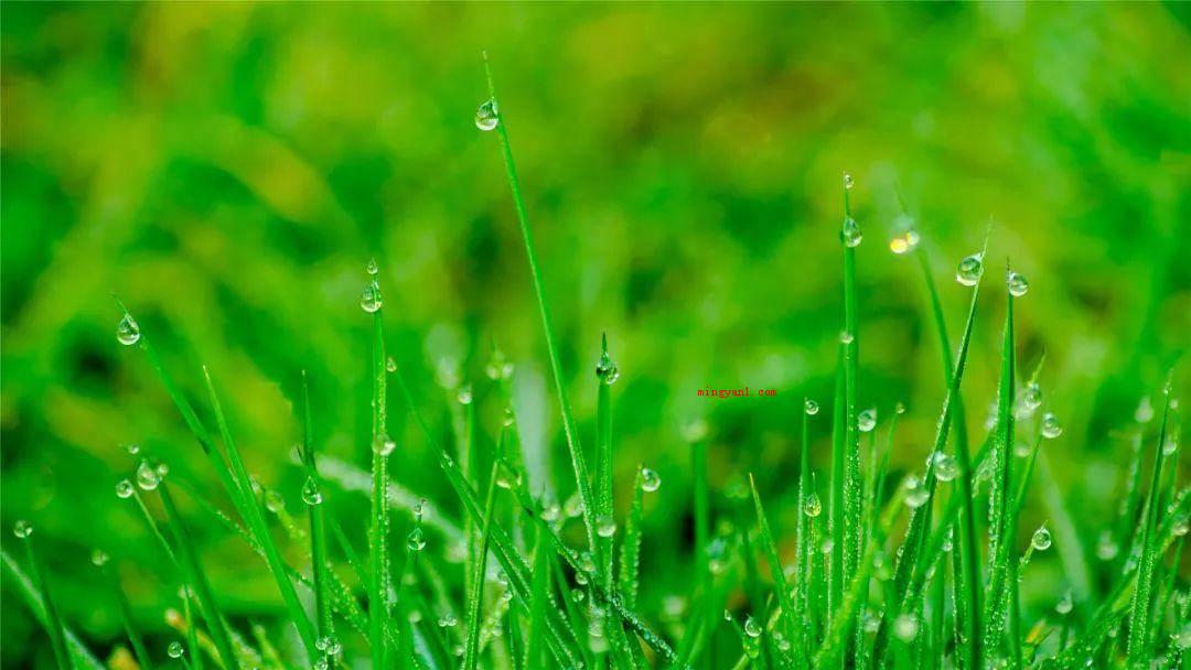 好雨知时节运用了什么修辞手法?(拟人好雨知时节应用了拟人的修辞方法,开头)