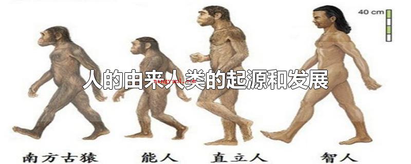 人的由来人类的起源和发展(人类是由古猿演变而成的,人类的发源和发展趋势即演变的流程)