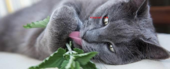猫薄荷对猫有什么作用?(猫薄荷对猫有什么作用_宠物频道)