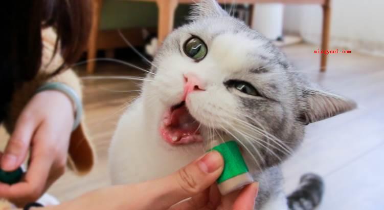 猫薄荷对猫有什么作用?(猫薄荷对猫有什么作用_宠物频道)