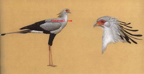 饮鸩止渴的鸩是毒鸟还是毒果?(毒鸟)
