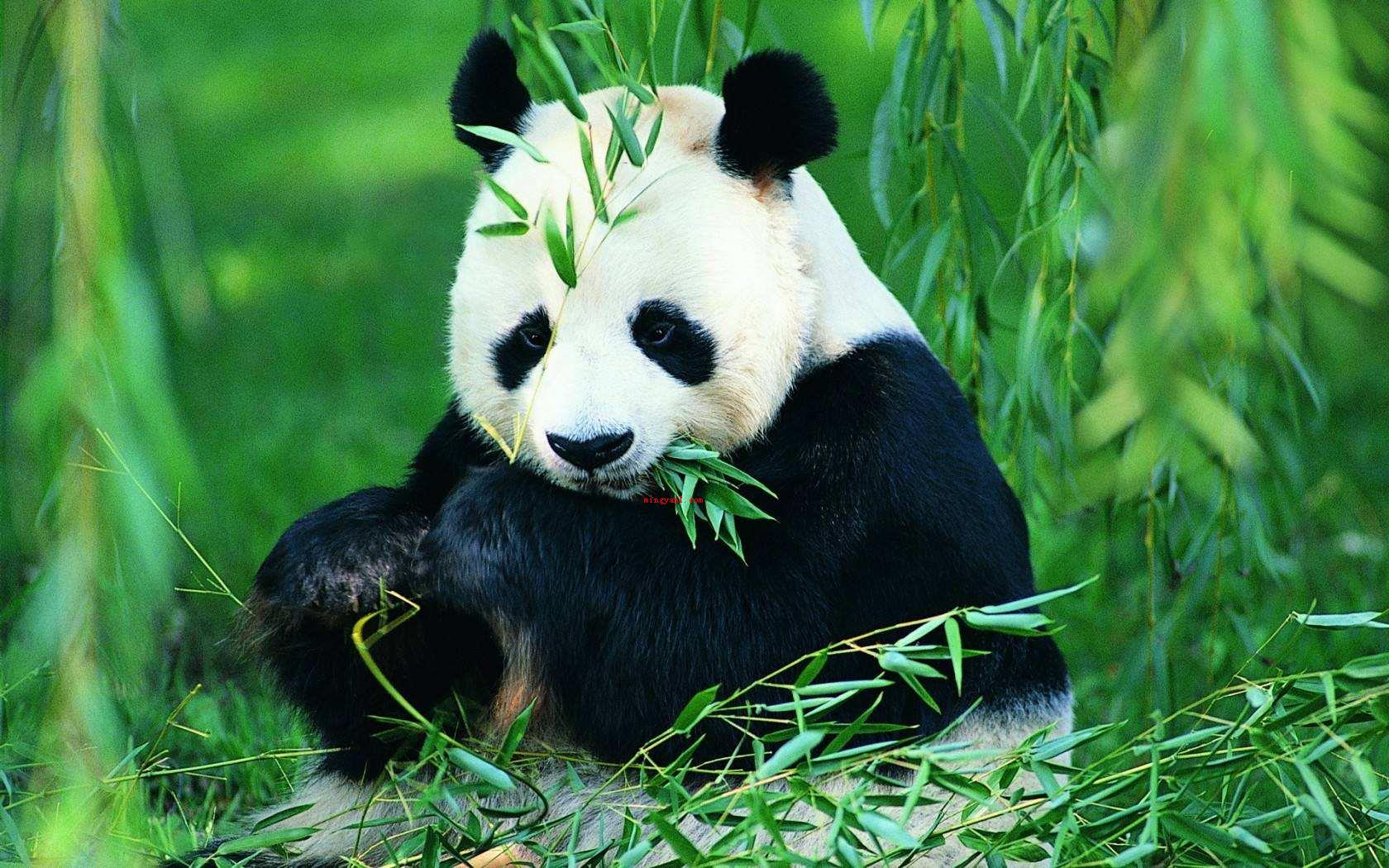 大熊猫是猫吗?为什么?(大熊猫是中国独有动物属熊科,现有的关键栖息的地方)