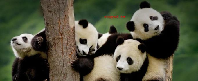 大熊猫是猫吗?为什么?(大熊猫是中国独有动物属熊科,现有的关键栖息的地方)
