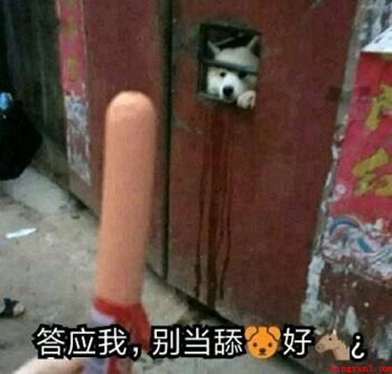 舔狗梗是什么意思(舔狗梗意思、出处、含义介绍)