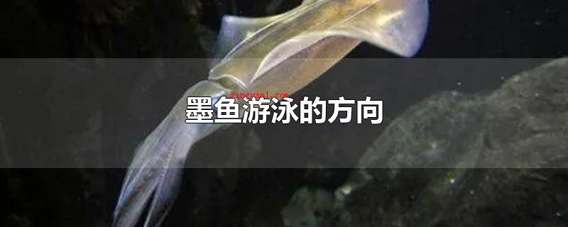 墨鱼游泳的方向(墨鱼游泳时,身体朝没有触须的一端向后摆动)