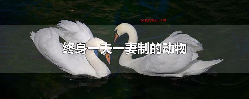终身一夫一妻制的动物(终生一夫一妻制的动物有白天鹅、长臂猿、小企鹅、河狸、狼这些)