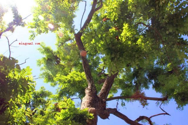 中国十大珍贵树种有哪些？（中国十大珍贵树种_健康频道）