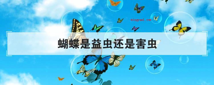 蝴蝶是益虫还是害虫(简略回应蝴蝶是益虫或是害虫需看它的发展,稚虫期的蝴蝶会啃掉绿)