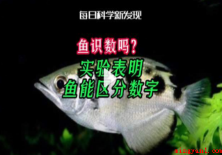 鱼能识数吗 经常多吃鱼会让人更聪明吗 鱼能识数吗(常常多吃鱼会令人更聪明吗)