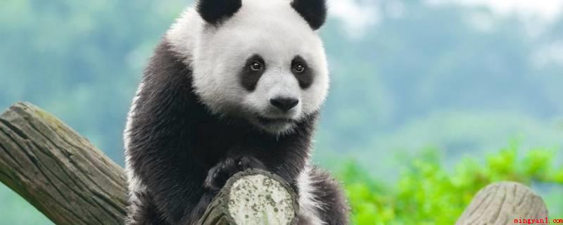 大熊猫几级保护动物(大熊猫是国家一级保护小动物,已归入《我国国家关键保护野生动植)