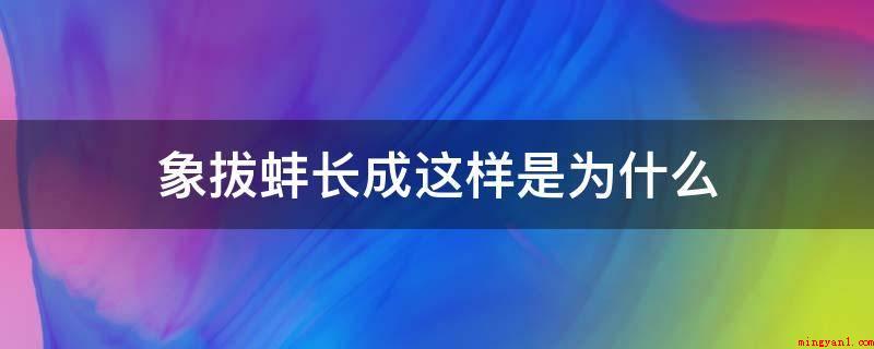 象拔蚌长成这样是为什么（象拔蚌长出那样是为了更好地寻觅食材时便伸展出去）