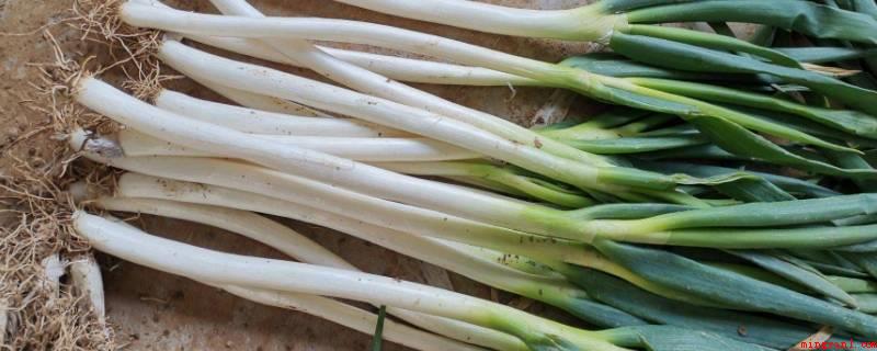 茎菜类蔬菜有哪些(茎菜类蔬菜水果有小葱、圆葱、洋白菜、青笋、土豆、茭白、淮山药)
