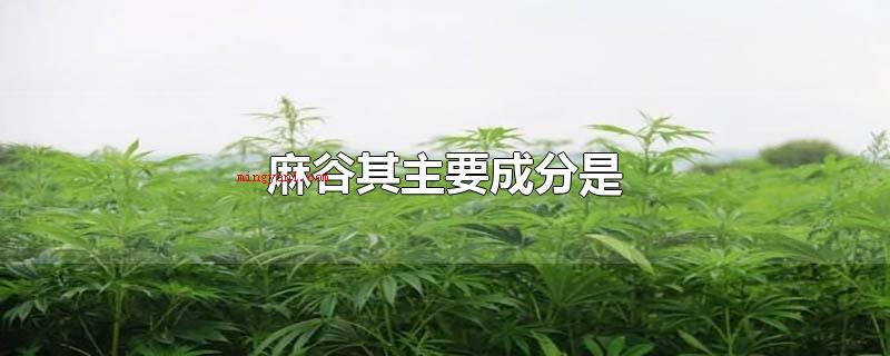 麻谷其主要成分是(麻古的主要成分是冰毒_健康频道)